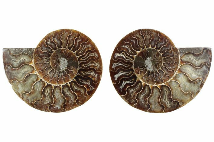 Cut & Polished Ammonite Fossil - Madagascar #364765
